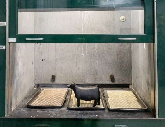 Printed livestock figure drying on a tray inside the finishing fume hood